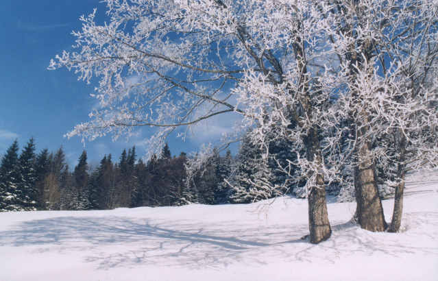 Zasnežená krajina a strom so zamrznutými konármi.jpg